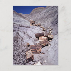 Gebrochene Baumstämme, versteinerter Wald-National Postkarte