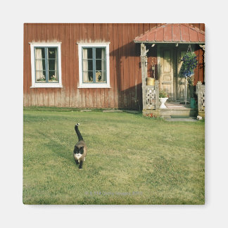 Gebrotes Haus mit einer Katze auf dem Rasen. Magnet