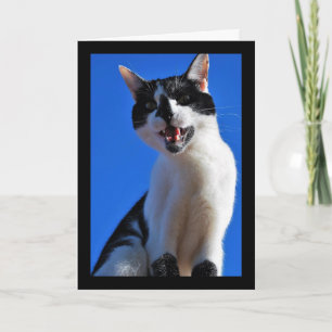 Gebrüll der Hauskatze Karte
