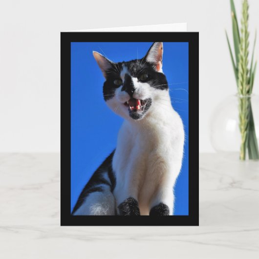 Gebrüll der Hauskatze Karte (Vorderseite)