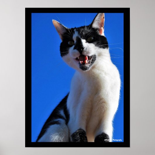 Gebrüll der Hauskatze Poster (Vorne)