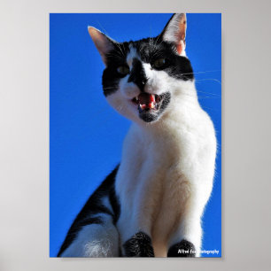 Gebrüll der Hauskatze Poster