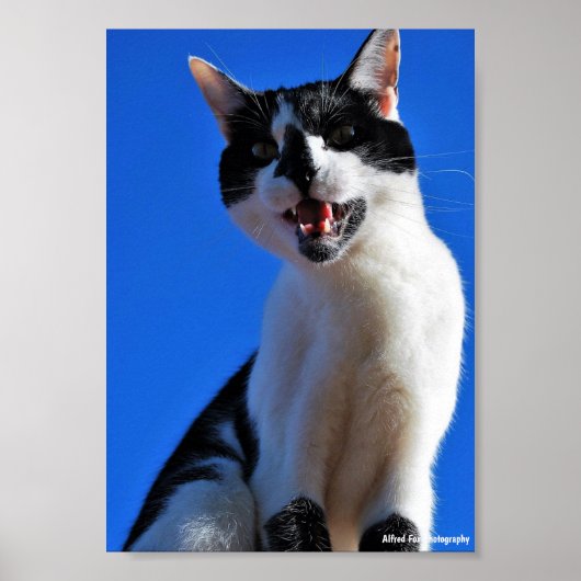 Gebrüll der Hauskatze Poster (Vorne)