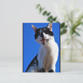 Gebrüll der Hauskatze Postkarte (Stehend Vorderseite)