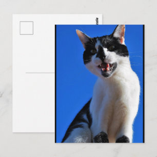 Gebrüll der Hauskatze Postkarte