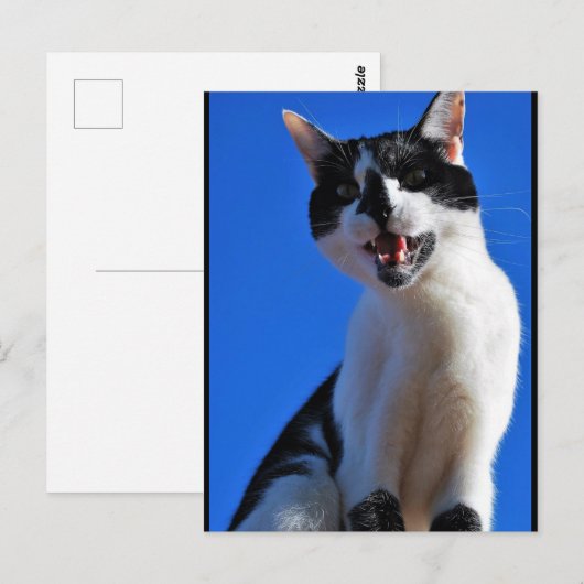 Gebrüll der Hauskatze Postkarte (Vorne/Hinten)