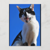 Gebrüll der Hauskatze Postkarte (Vorderseite)