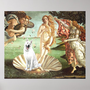 Geburt der Venus-Weißer Deutscher Schäferhund Poster