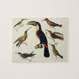 Gebürtige Vögel, einschließlich das Toucan Puzzle