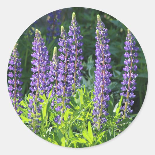 Gebürtiger Minnesota lila Lupine Runder Aufkleber (Vorderseite)