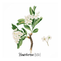 Geburtsdatum Blume Hawthorn (Mai)