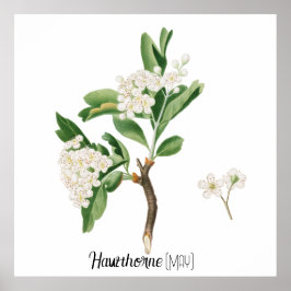 Geburtsdatum Blume Hawthorn (Mai) Poster