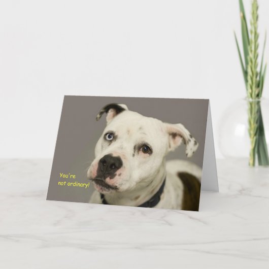Geburtskarte des Hundes Karte (Vorderseite)