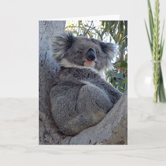 Geburtskarte Koala in einem Baum Karte (Vorderseite)