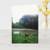 Geburtskarte "Lake Alimagnet Deer" Karte (Gelbe Blume)