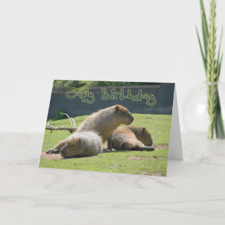 Geburtskarte mit Capybara Karte
