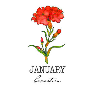 Geburtsmonat Januar Blume Carnation Hoodie