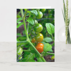 Geburtstag Alter Humor mit Tomaten Karte