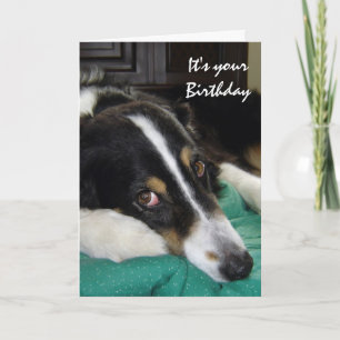 Geburtstag Alter Nicht Glücklich, Humor mit Hund Karte