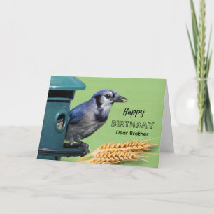 Geburtstag des Bruders mit Blauhäher am Futterweiz Karte