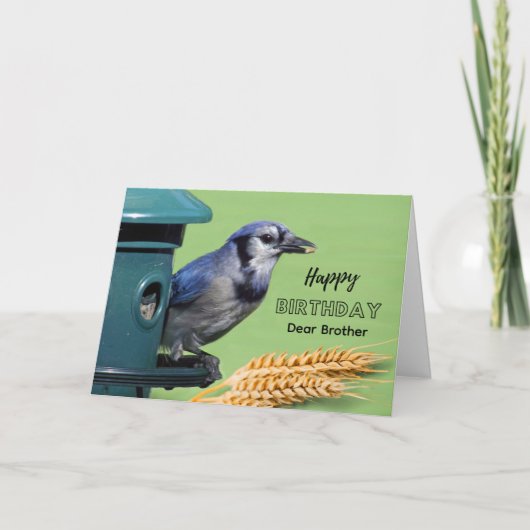 Geburtstag des Bruders mit Blauhäher am Futterweiz Karte (Vorderseite)