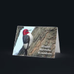 Geburtstag für Grandson, Rotkopfspecht Karte<br><div class="desc">Die Geburtstagskarte (BIRDday) für einen Enkel. Auf dem Cover ist ein roter Specker zu sehen. Art,  Bild und Vers Copyright © Shoaff Ballanger Studios.</div>