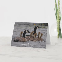 Geburtstag - kanadische Gänse