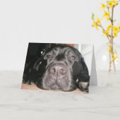 Geburtstag Labrador Karte (Gelbe Blume)