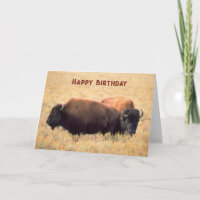 Geburtstag mit einem Bison-Paar auf der Prärie