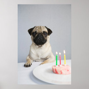 Geburtstag Mops Poster