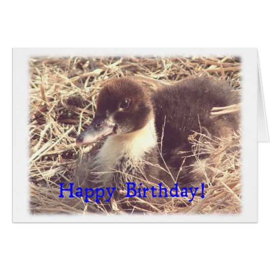 Geburtstag Muscovy Duckling (Vorderseite (Horizontal))