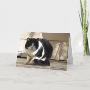 Geburtstag, Schwarze N Weiße Katze Karte