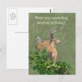 Geburtstag Whitetail Deer Buck & Doe Postkarte (Vorne/Hinten)