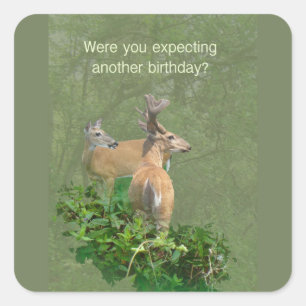 Geburtstag Whitetail Deer Buck & Doe Quadratischer Aufkleber