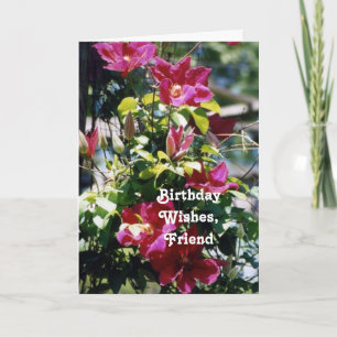 Geburtstag wünscht, Freund, hübsche Clematisblüte. Karte