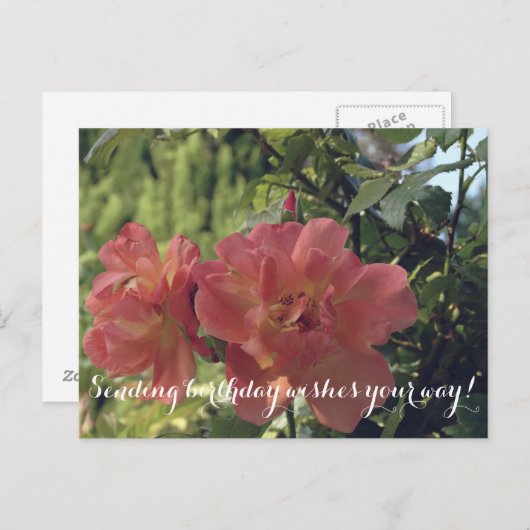 Geburtstag wünscht Rose Postkarte