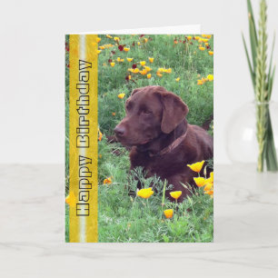 Geburtstags-Handsome Labrador Retriever Foto Karte