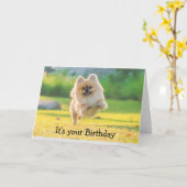 Geburtstags-Happy Fun Spitz Dog Karte (Gelbe Blume)