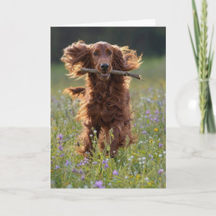Geburtstags-Irish-Setter im Wildblumenfeld Karte