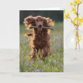 Geburtstags-Irish-Setter im Wildblumenfeld Karte (Gelbe Blume)