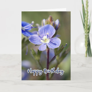 Geburtstags-Karte - Mais speedwell - Karte