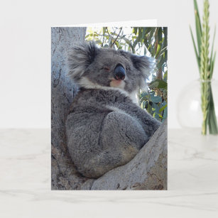Australien Koala Karten Zazzle De