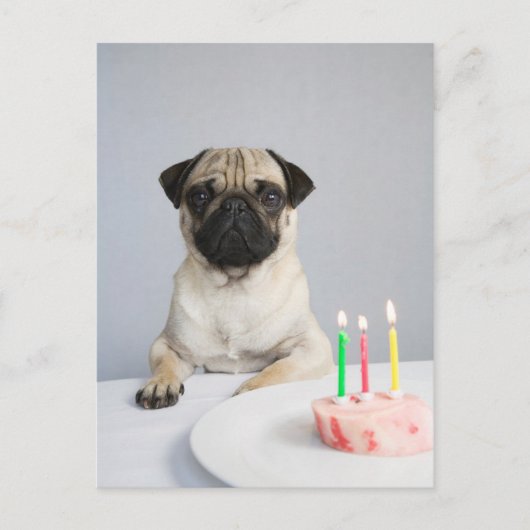 Geburtstags-Mops Postkarte (Vorderseite)