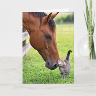 Geburtstagsfreunde Pferd mit getigerter Katze Karte