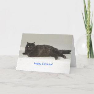 Geburtstagskarte der Black Cat durch Fokus für ein Karte