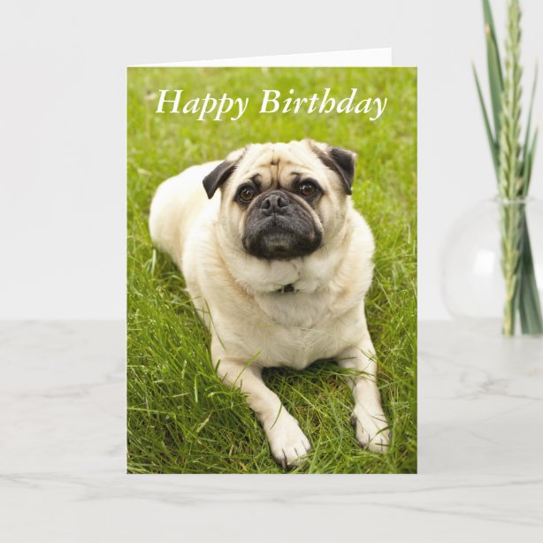 Mops Geburtstags Karten Zazzle.de
