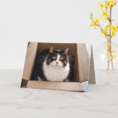 Geburtstagskatze in Faltschachtel Karte (Gelbe Blume)
