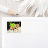 Geburtstagsparty Golden Retriever (Insitu)