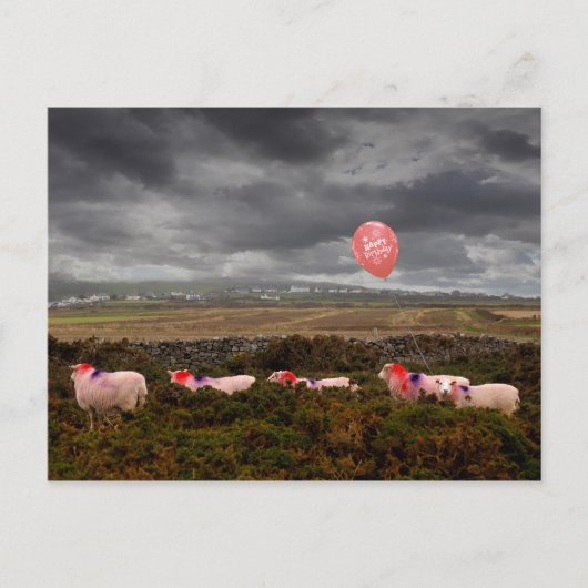 Geburtstagsschaf Postkarte (Vorderseite)
