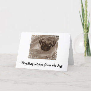 Geburtstagwünsche des Hundes Karte